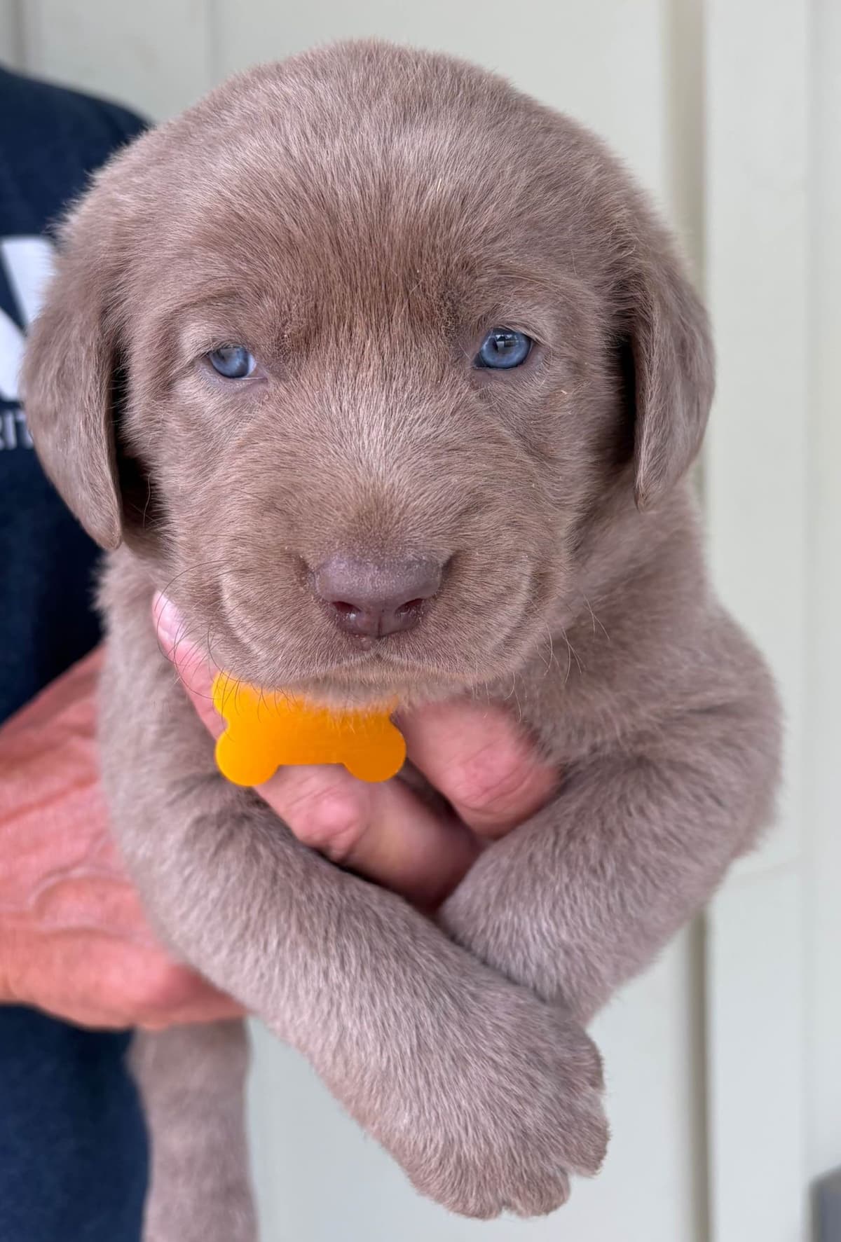 Silver Labrador Retriever Puppies breeder image 24