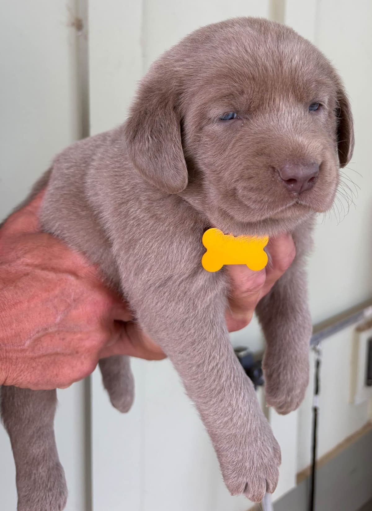 Silver Labrador Retriever Puppies breeder image 26