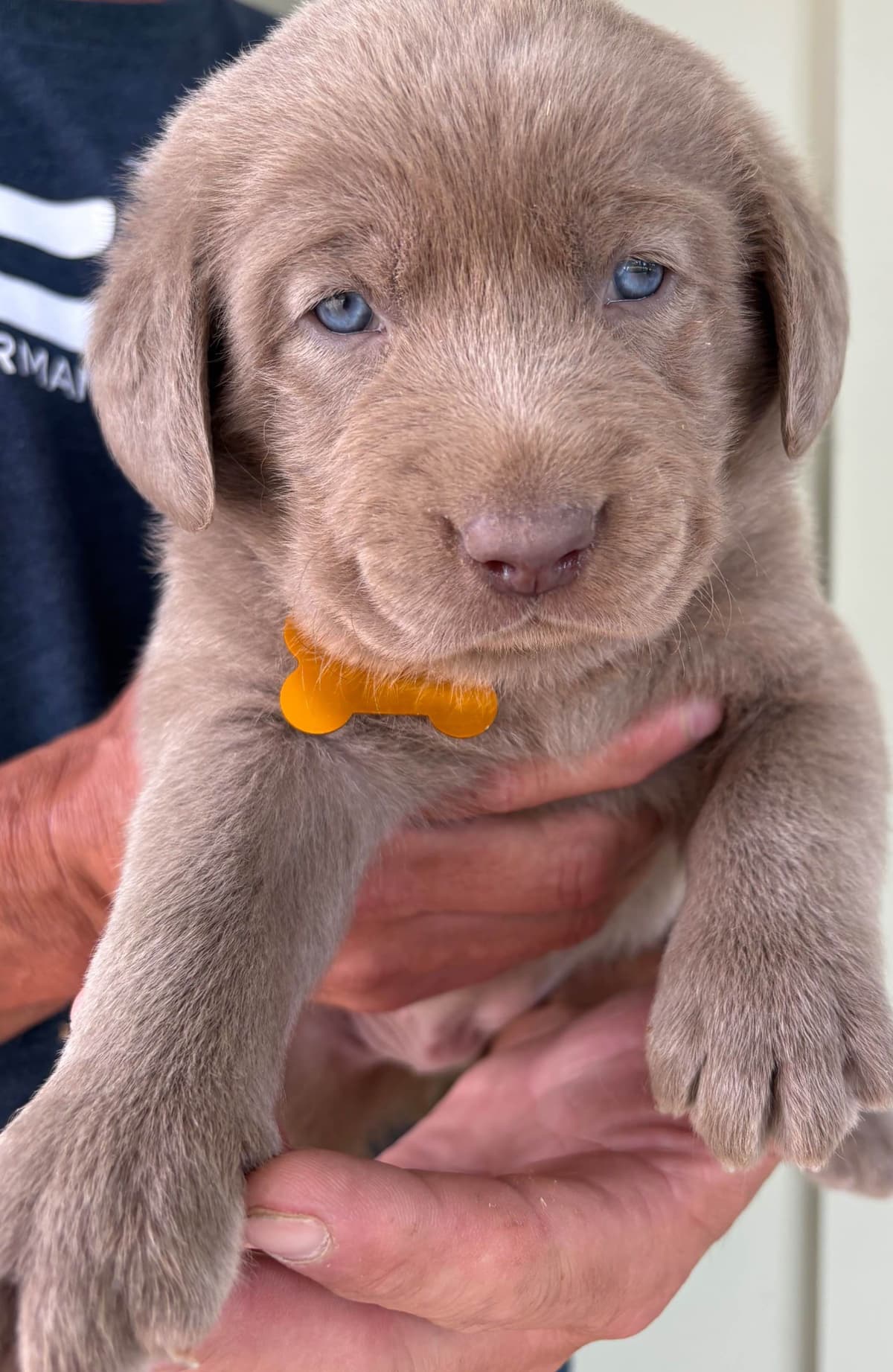 Silver Labrador Retriever Puppies breeder image 25