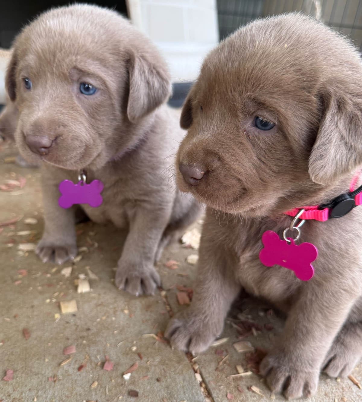 Silver Labrador Retriever Puppies breeder image 8