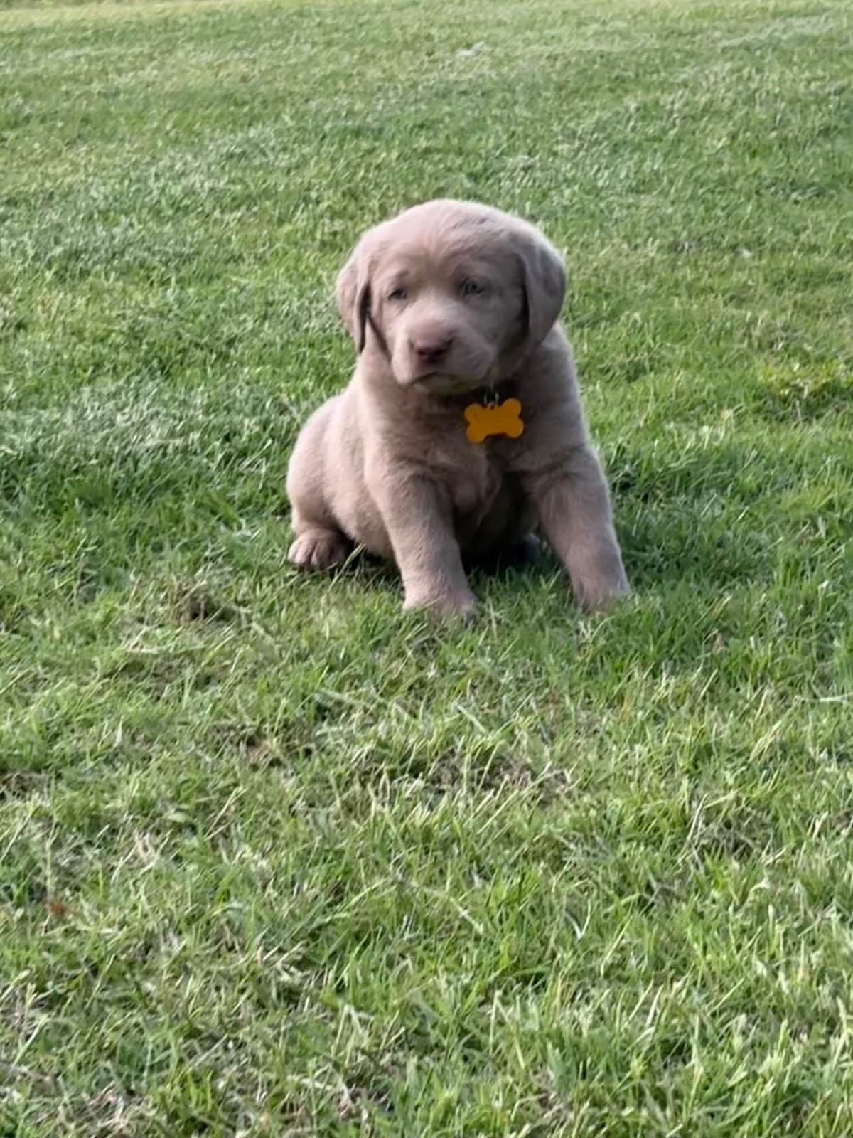 Silver Labrador Retriever Puppies breeder image 3