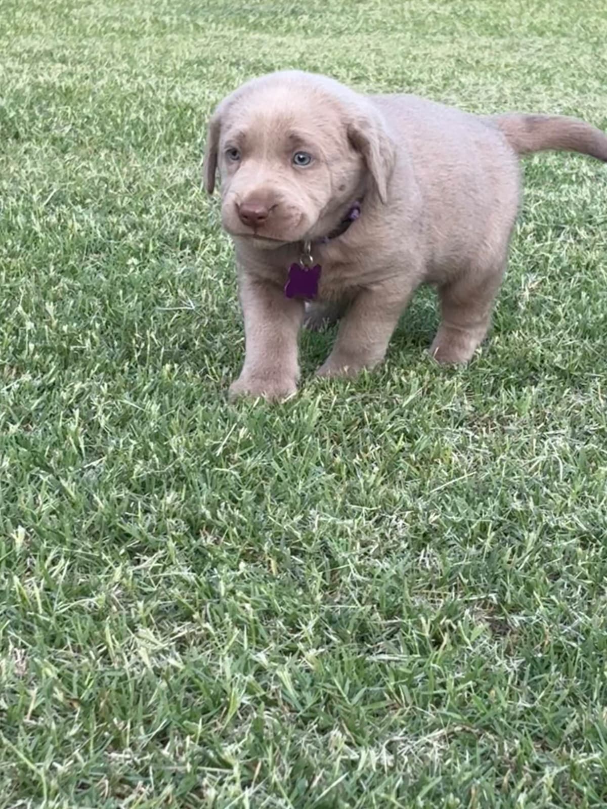Silver Labrador Retriever Puppies breeder image 27