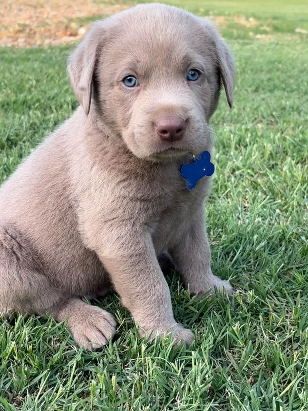 Silver Labrador Retriever Puppies breeder image 1
