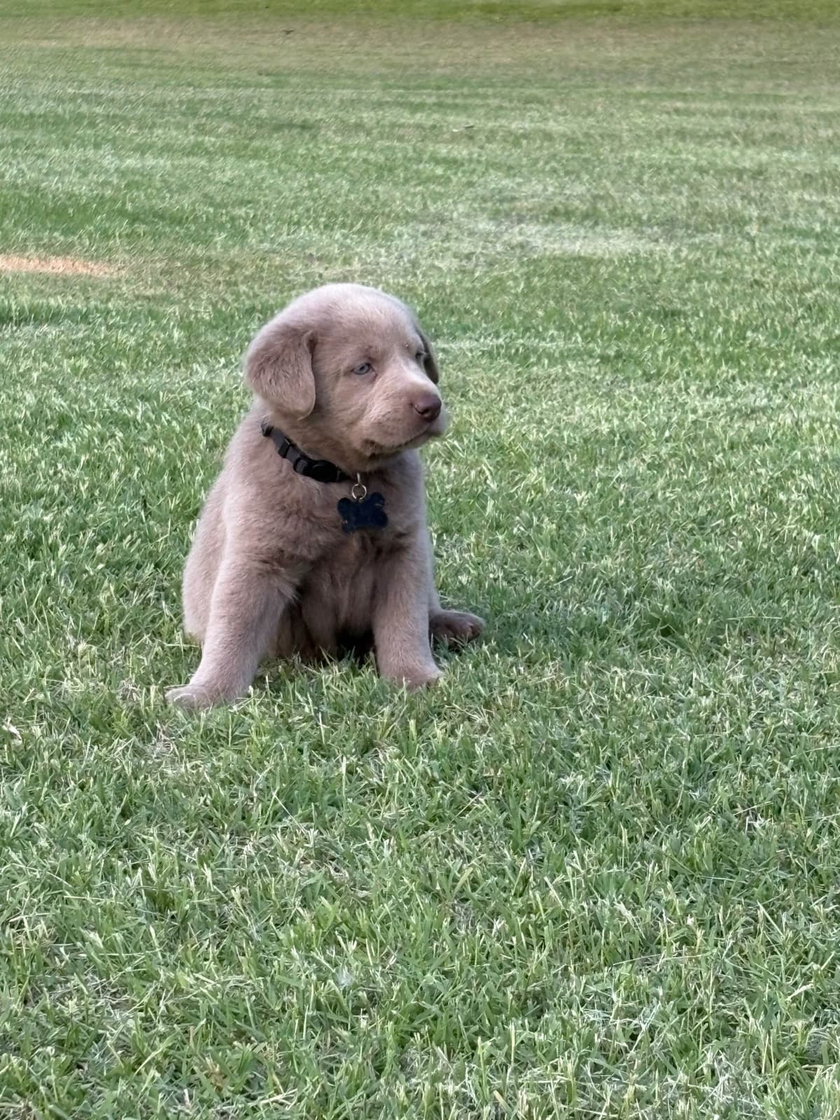Silver Labrador Retriever Puppies breeder image 29