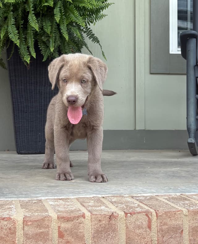 Silver Labrador Retriever Puppies media 2