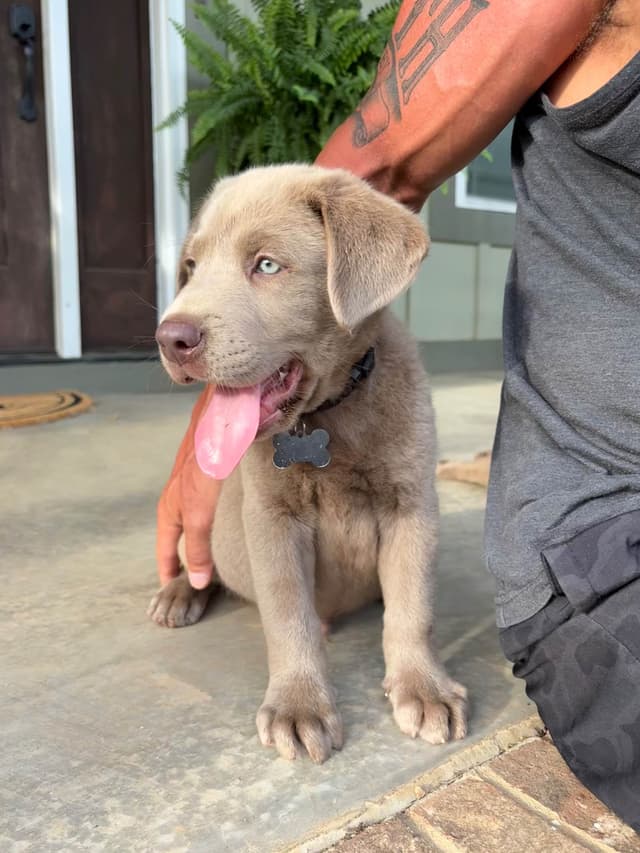 Silver Labrador Retriever Puppies media 3