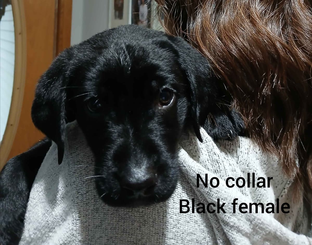 Labrador Retriever Puppies breeder image 1