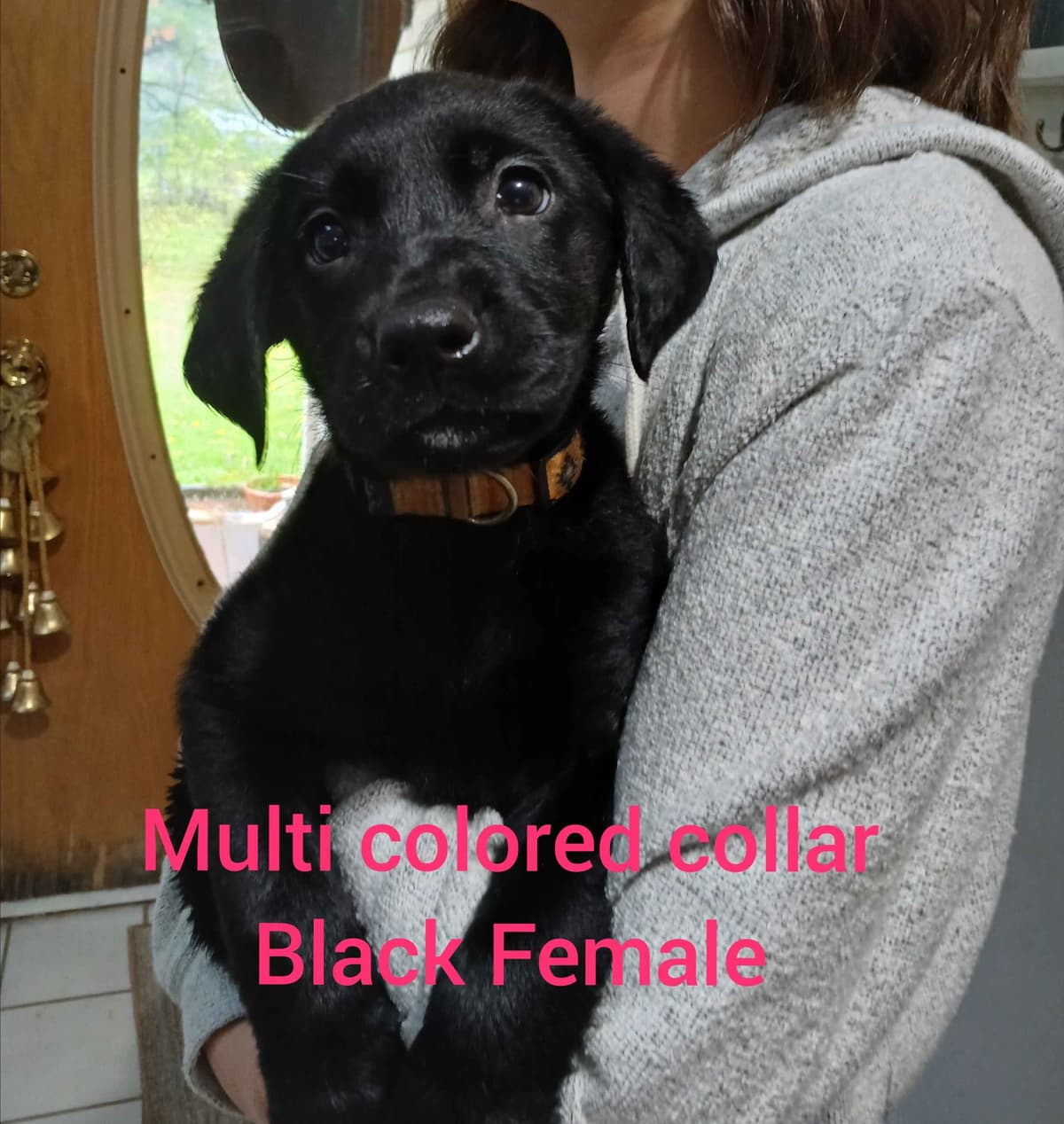 Labrador Retriever Puppies breeder image 2