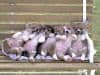 Pembroke Welsh Corgi Puppies media 2