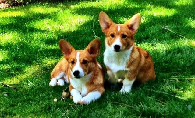 Pembroke Welsh Corgi Puppies media 3