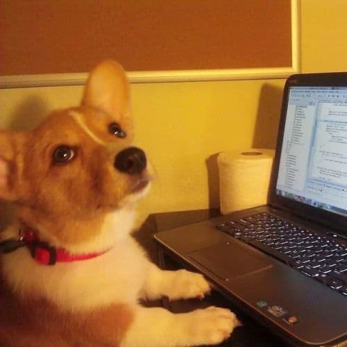 Pembroke Welsh Corgi Puppies media 4