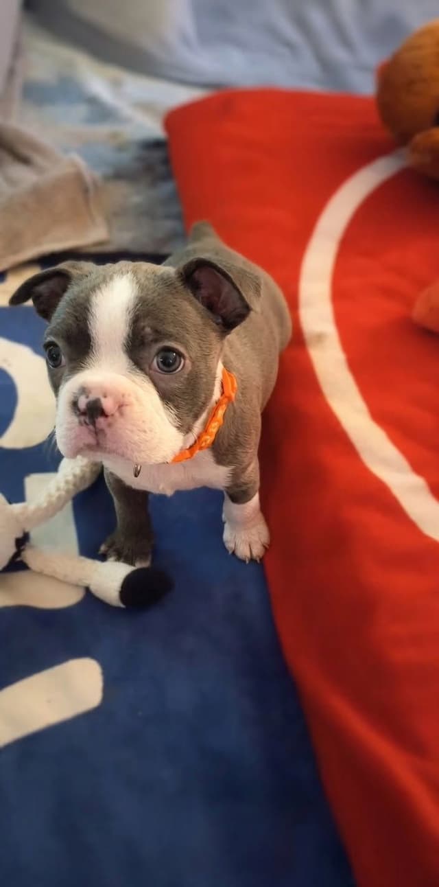 Boston Terrier Puppies media 3
