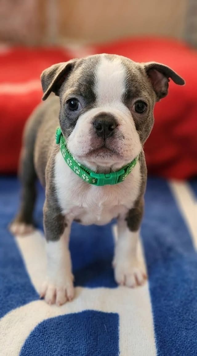 Boston Terrier Puppies media 4
