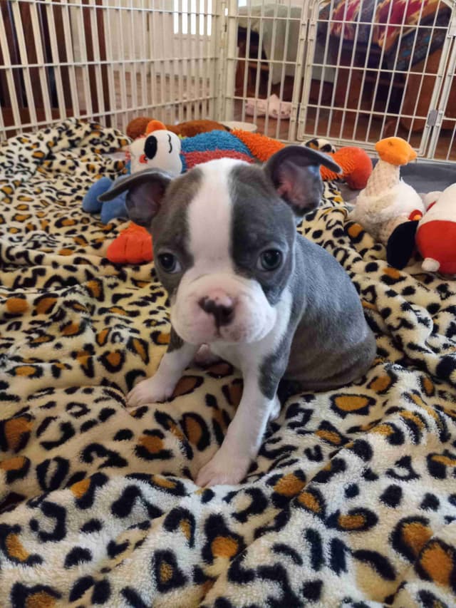 Boston Terrier Puppies media 5
