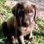Labrador Retriever Puppies media 3