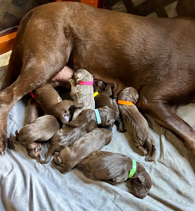 Labrador Retriever Puppies media 4