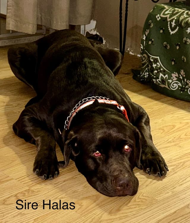 Labrador Retriever Puppies media 5