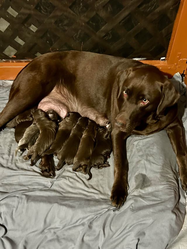 Labrador Retriever Puppies media 6