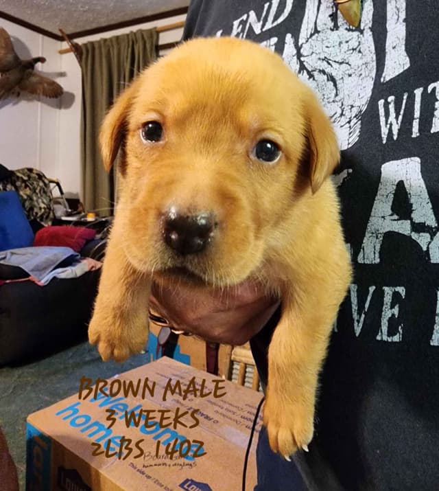 Labrador Retriever Puppies media 3