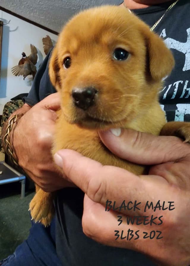 Labrador Retriever Puppies media 2