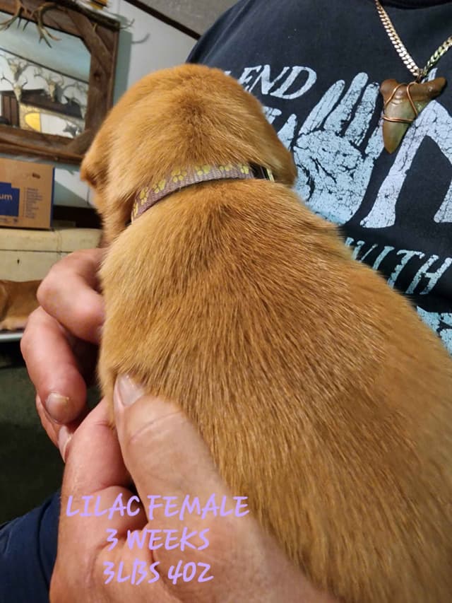 Labrador Retriever Puppies media 8