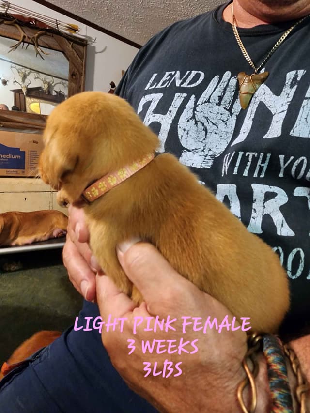 Labrador Retriever Puppies media 7