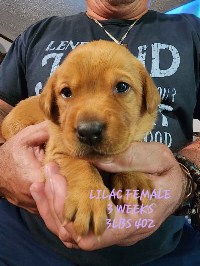 Labrador Retriever Puppies media 9