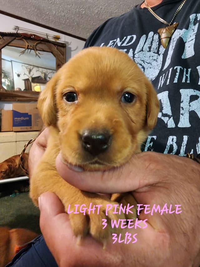 Labrador Retriever Puppies media 10