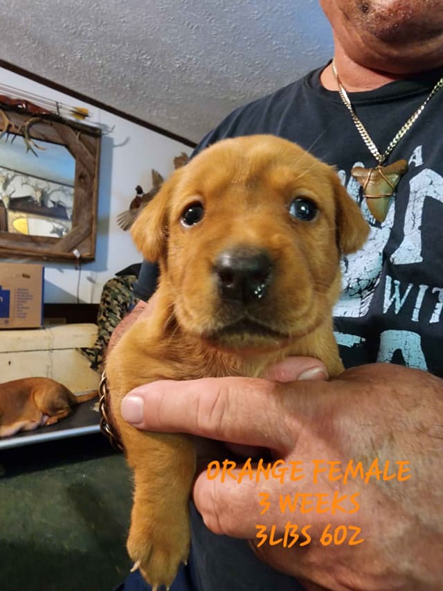 Labrador Retriever Puppies media 11