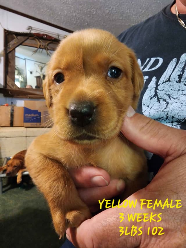 Labrador Retriever Puppies media 12