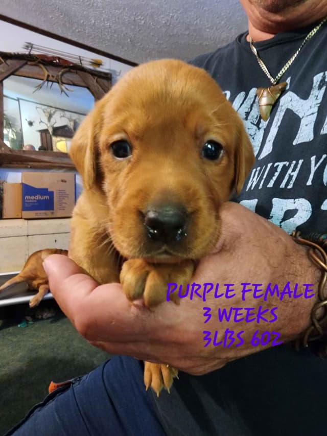 Labrador Retriever Puppies media 14