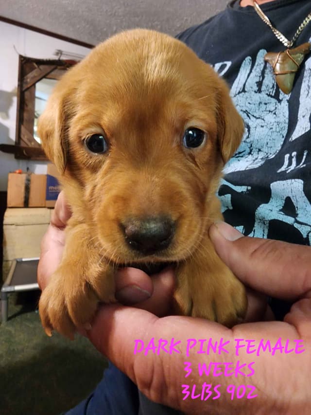 Labrador Retriever Puppies media 15