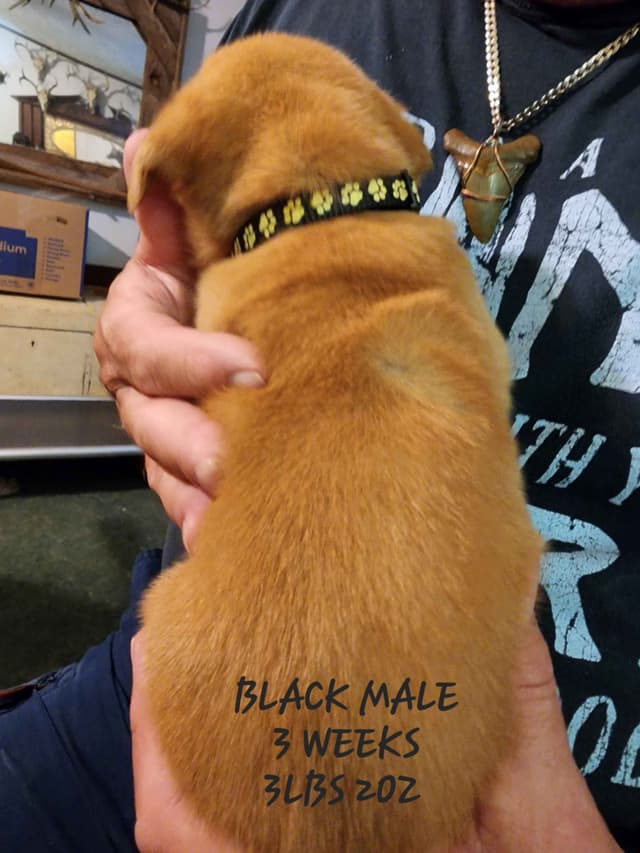 Labrador Retriever Puppies media 16