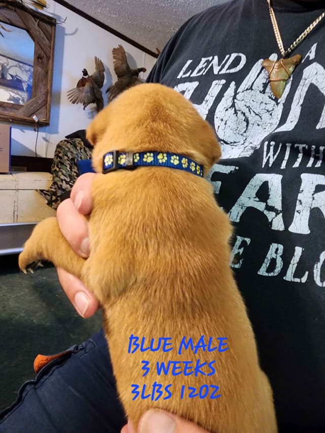 Labrador Retriever Puppies media 17