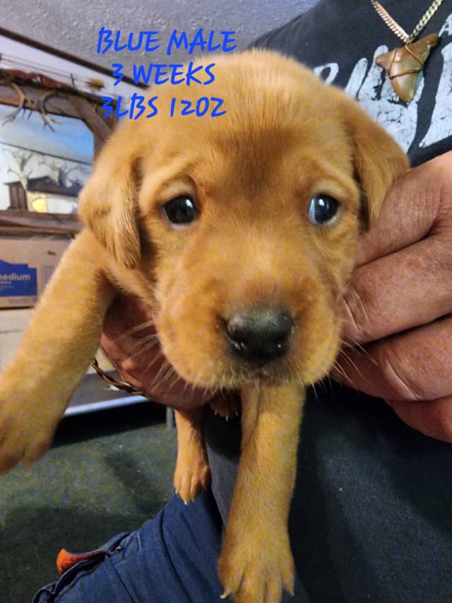 Labrador Retriever Puppies media 18