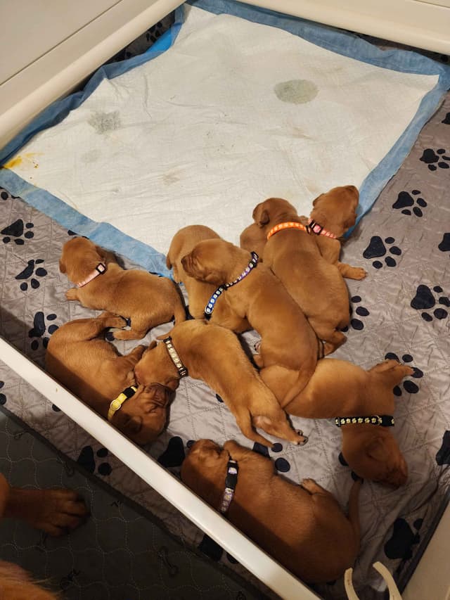Labrador Retriever Puppies media 19