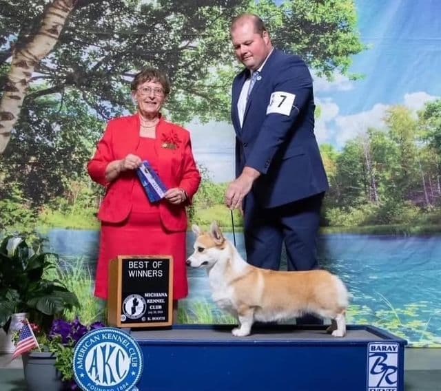 Pembroke Welsh Corgi male media 2