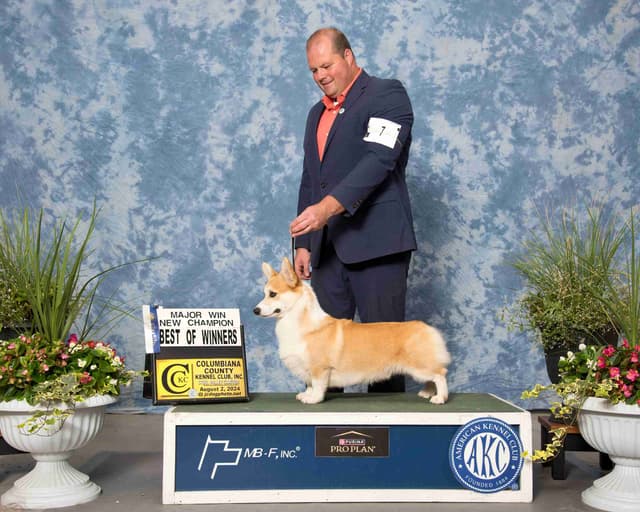 Pembroke Welsh Corgi male media 5