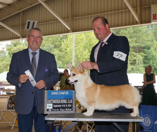 Pembroke Welsh Corgi male media 4