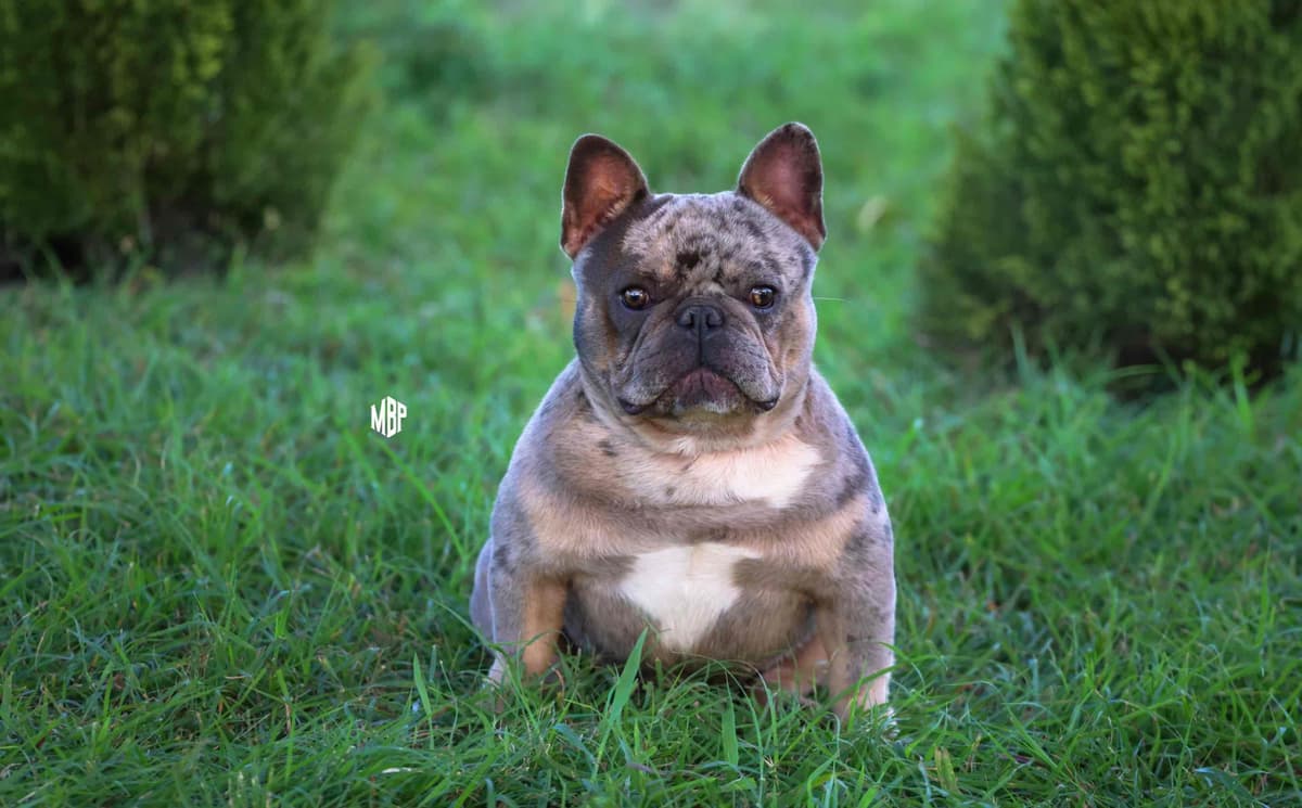 French Bulldog Puppies breeder image 2