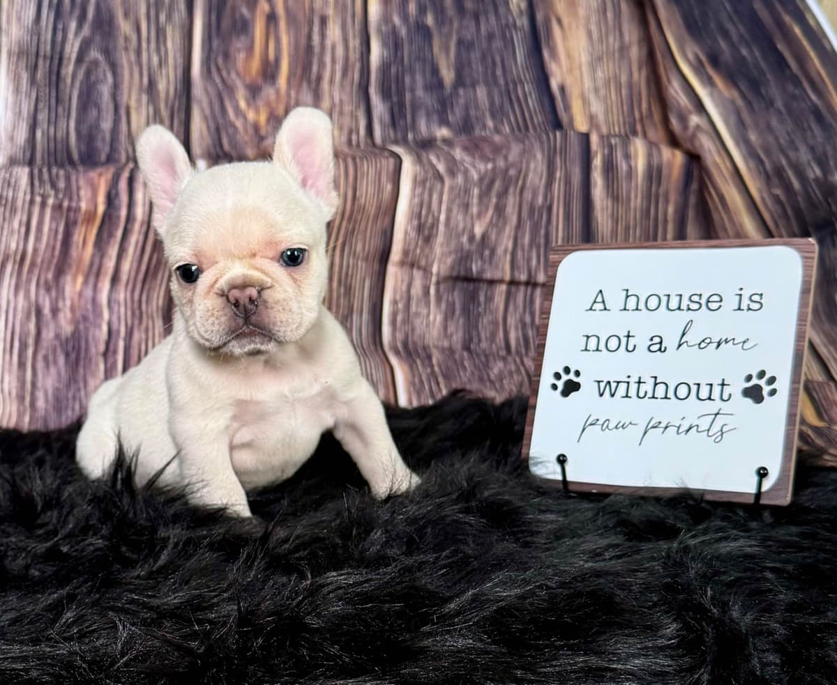 French Bulldog Puppies breeder image 4