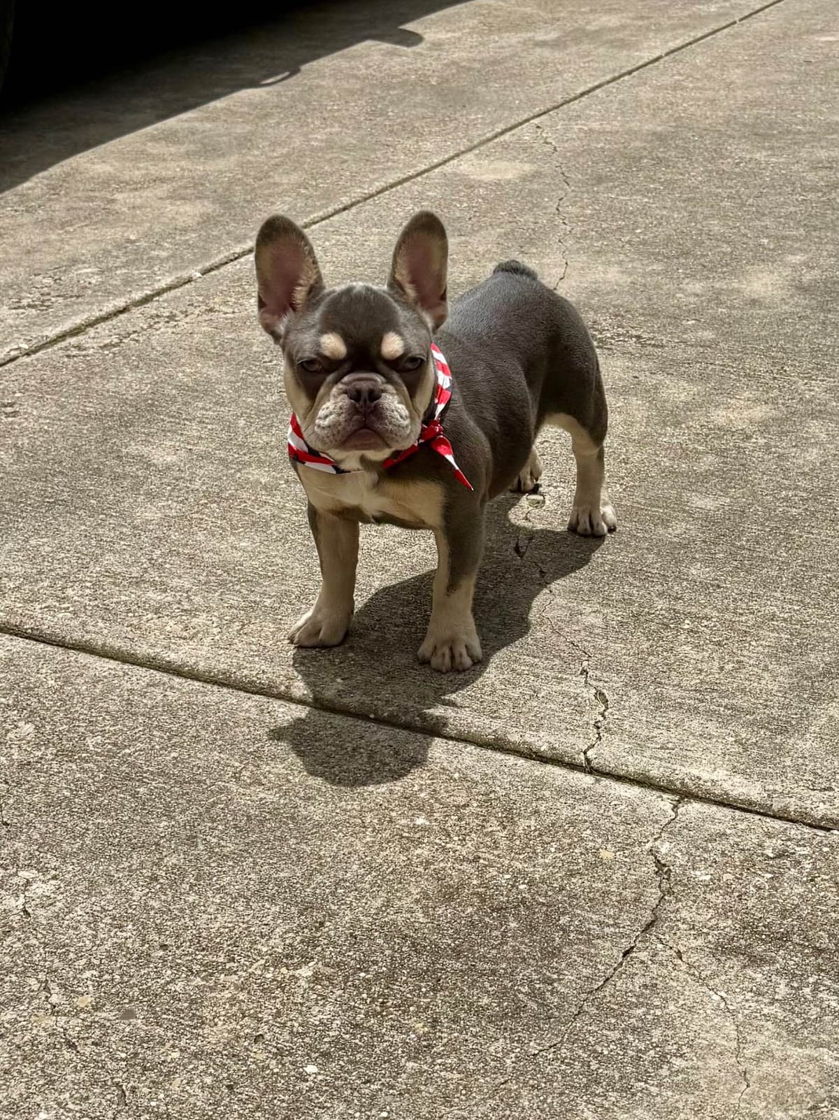 French Bulldog Puppies breeder image 7