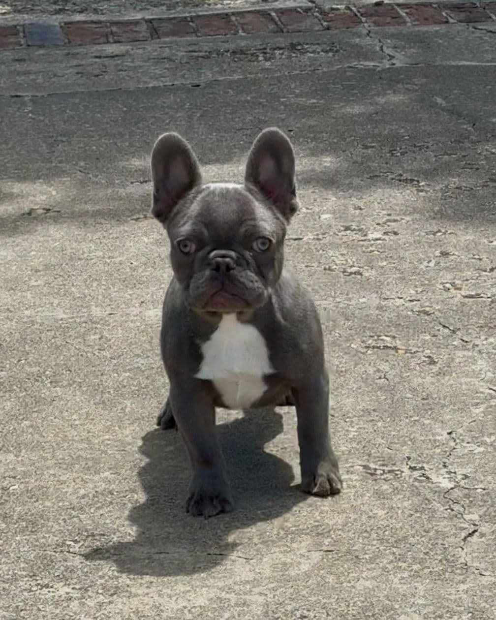 French Bulldog Puppies breeder image 6