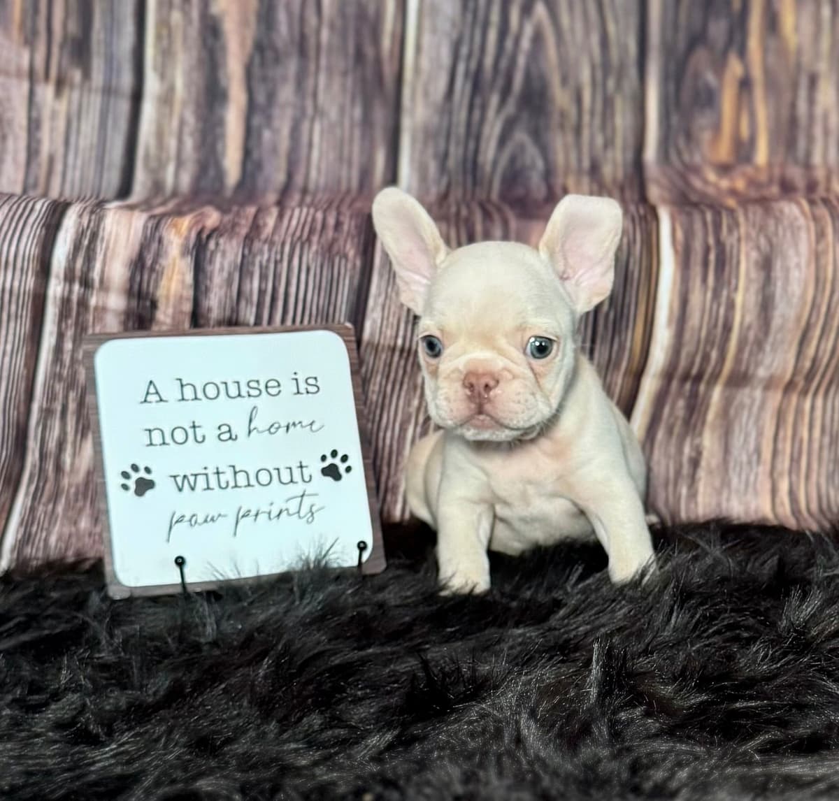 French Bulldog Puppies breeder image 8