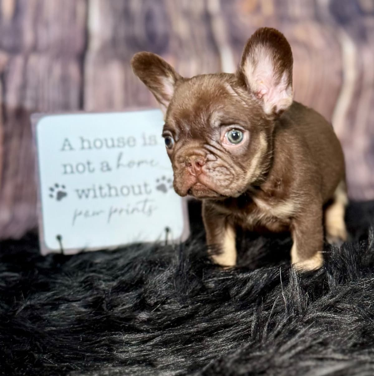 French Bulldog Puppies breeder image 9