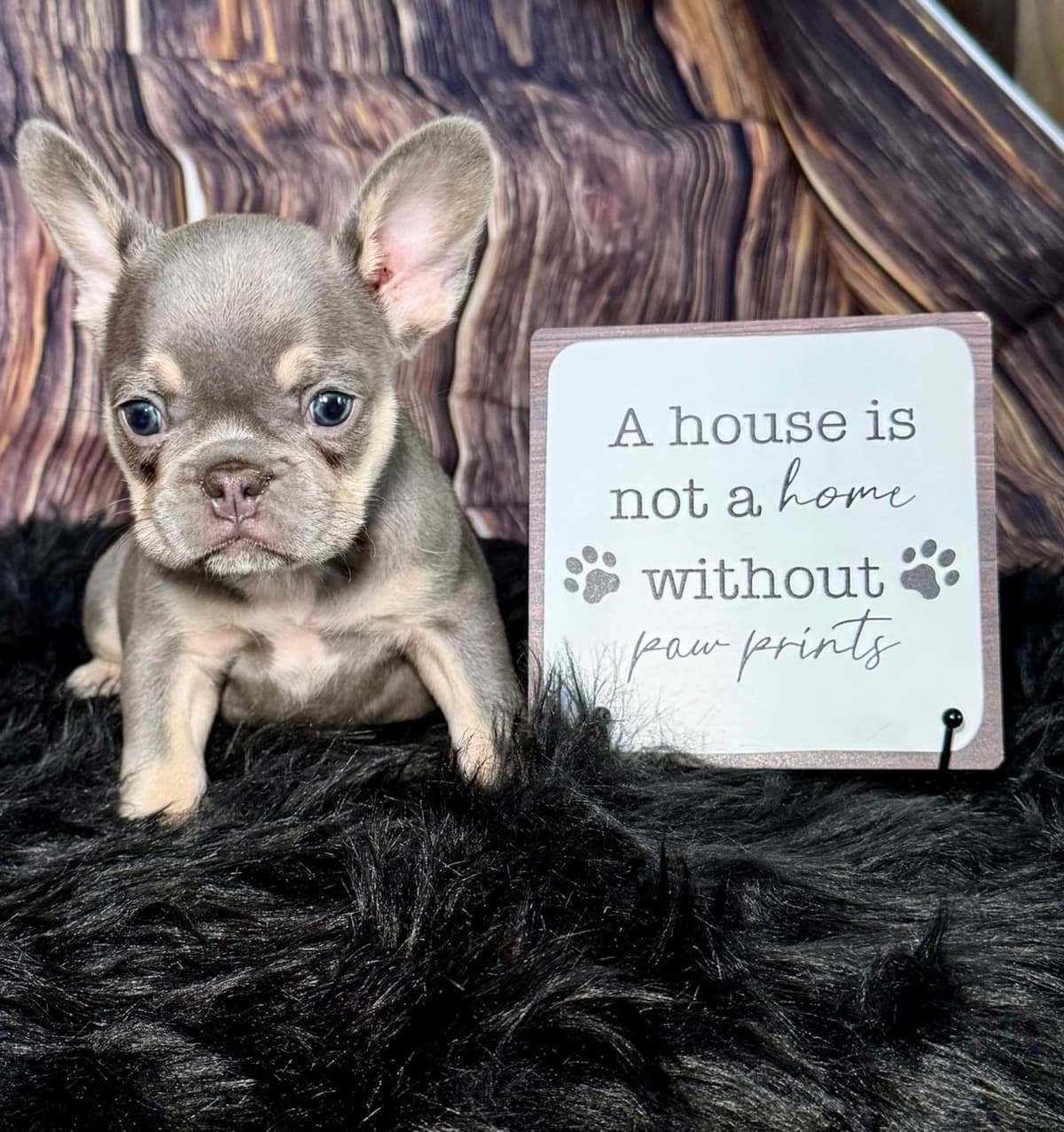 French Bulldog Puppies breeder image 10