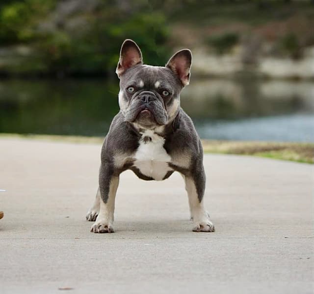 French Bulldog Puppies media 5