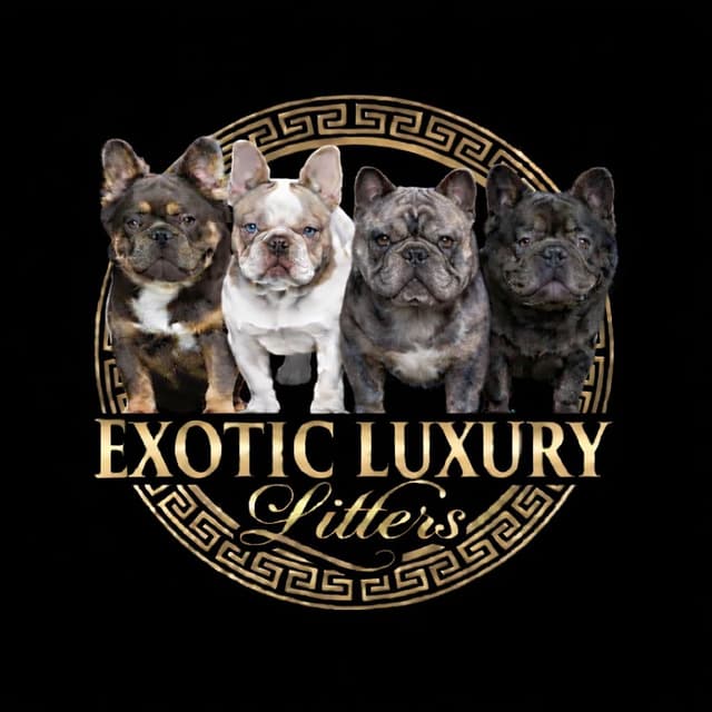 French Bulldog Puppies media 8