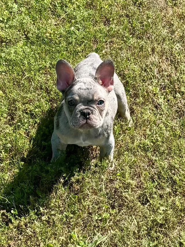 French Bulldog Puppies media 4