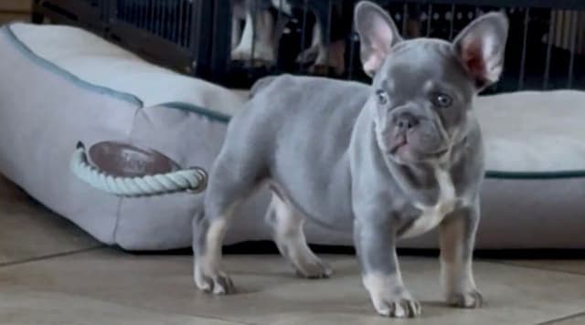 French Bulldog Puppies media 2